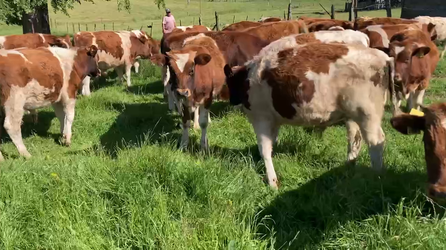 Lote 23 Ternero en Purranque, X Región Los Lagos