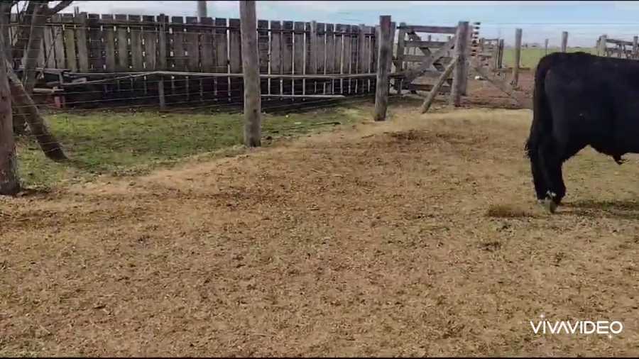 Lote 100 Terneros en Tapalqué, Buenos Aires