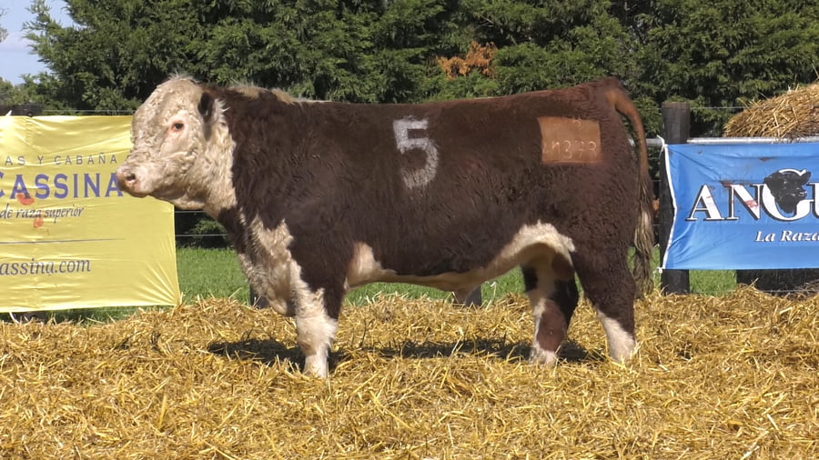Lote TOROS P. HEREFORD PURO REGISTRADO