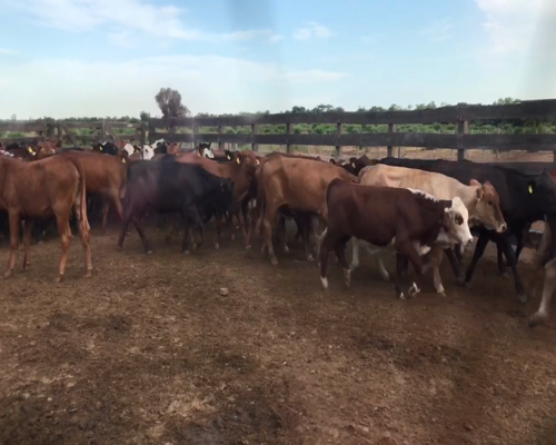 Lote 105 Terneras en Las Lomitas, Formosa