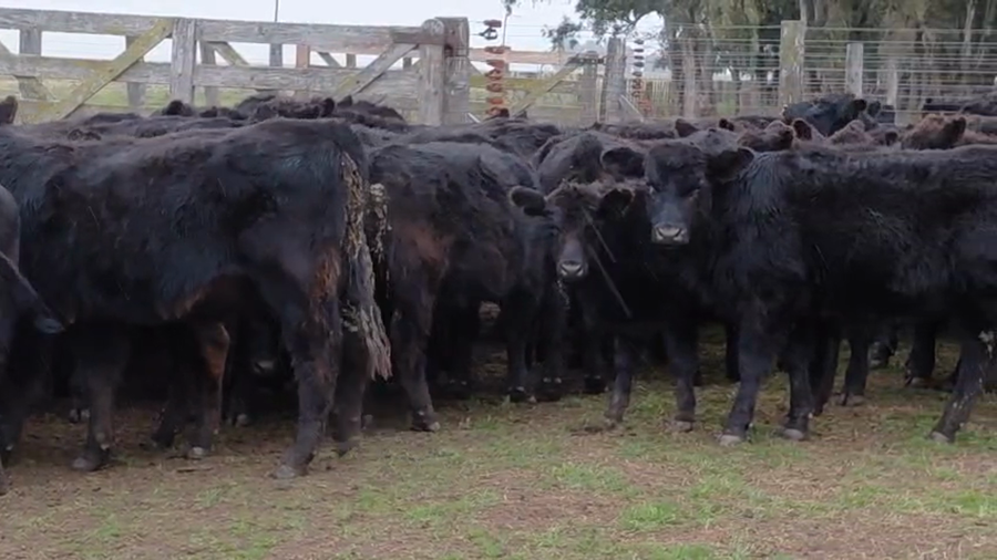 Lote 84 Terneros