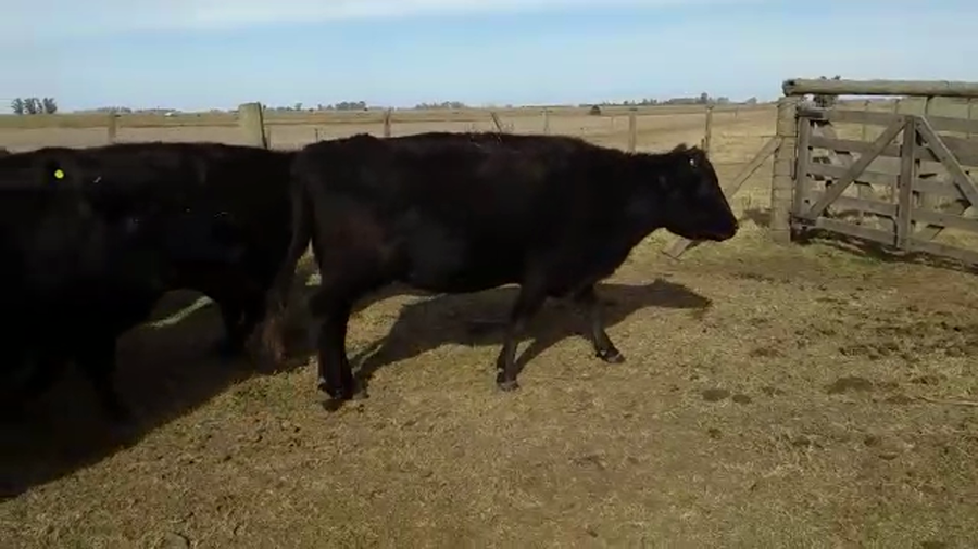 Lote 30 Vacas C/ gtia de preñez en Bolívar, Buenos Aires