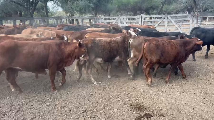 Lote 100 Terneros/as en Juan José Castelli, Chaco