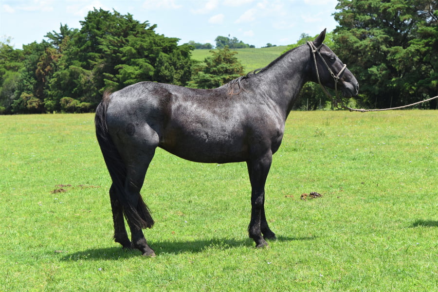 Lote RP 18 - MATASIETE EVIDIOSA
