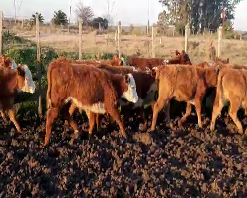 Lote 16 Terneros a remate en Pantalla Camy 115 - 125kg - , San José