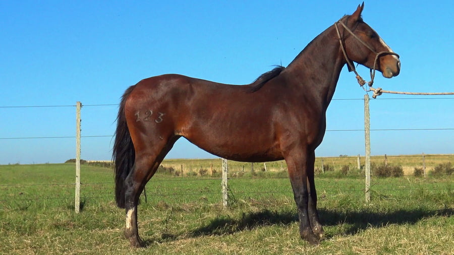 Lote MACARENA ESPERANZA