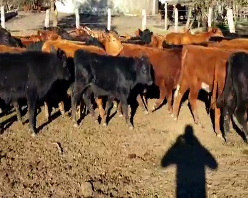 Lote 60 Terneros/as en Villaguay, Entre Ríos