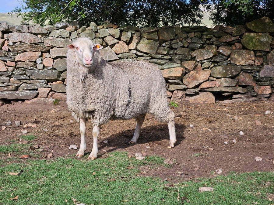 Lote Carneros a remate en Subasta Online - Nambi Guasu, Lavalleja