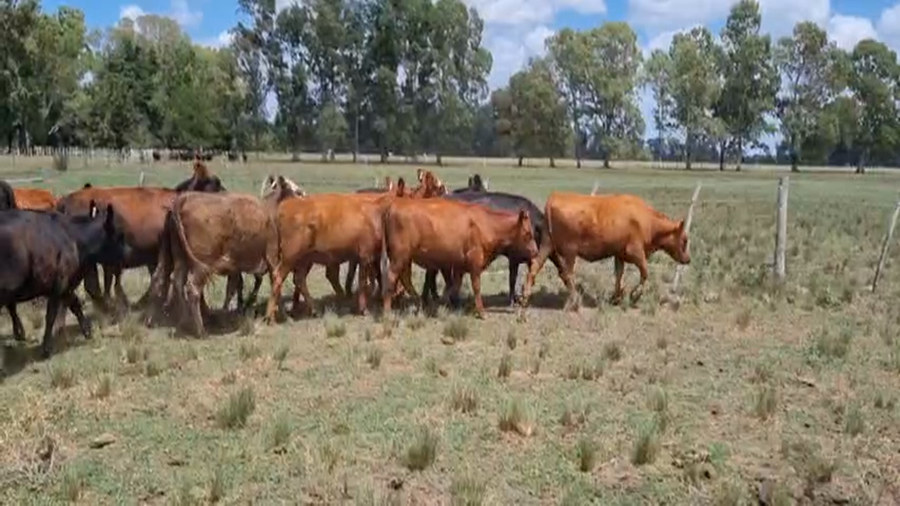 Lote 50 Vaquillonas en Brandsen, Buenos Aires