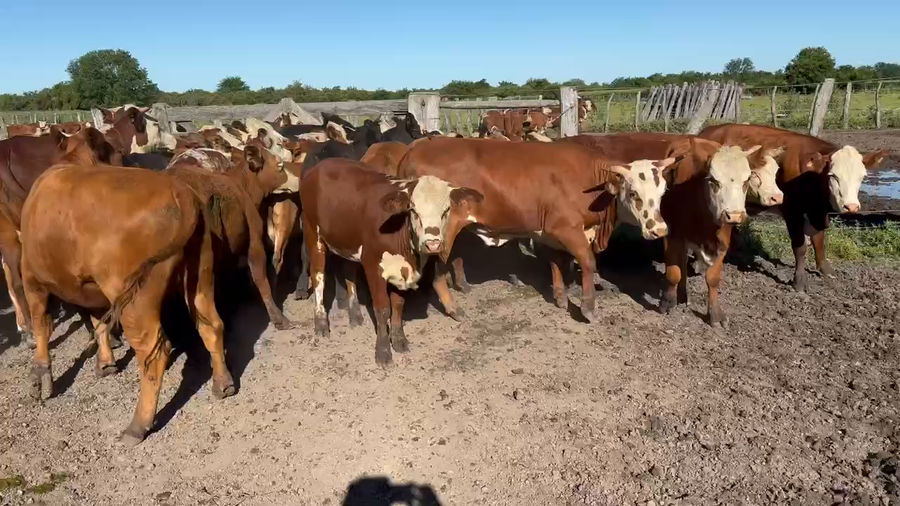 Lote 50 Terneras en Durazno, Entre Ríos