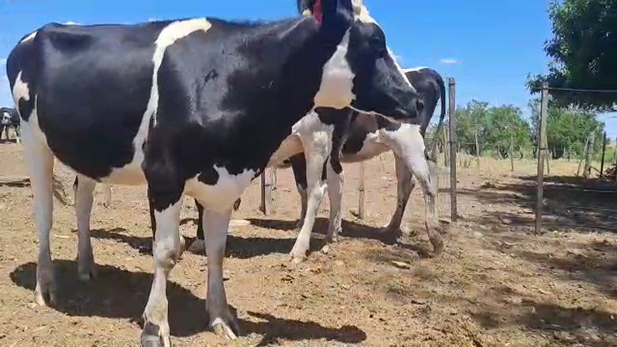 Lote 3 Vaquillonas Preñadas