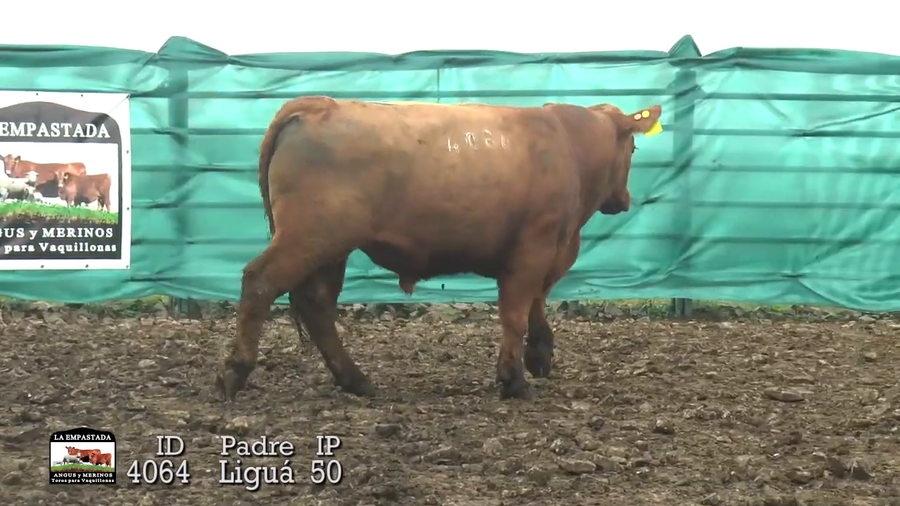 Lote 3 Toros a remate en Toros Para Vaquillonas, Durazno