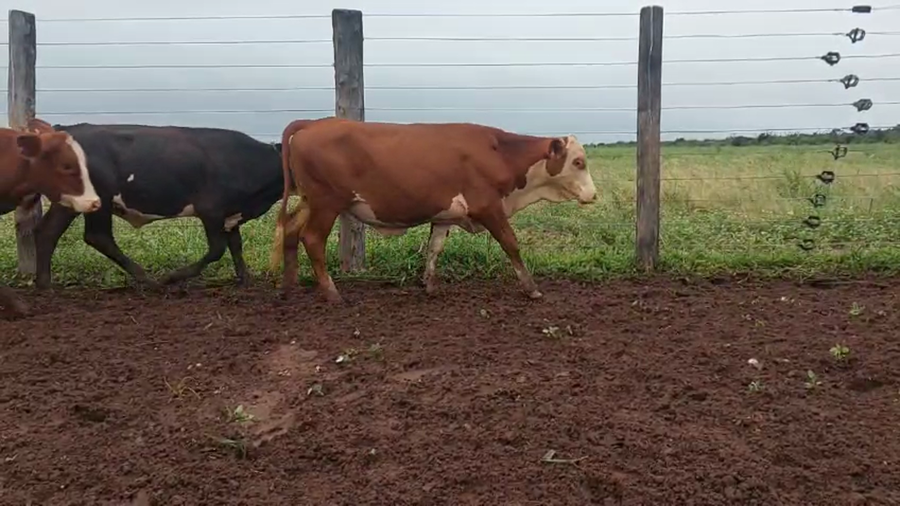 Lote 500 Novillos en Salta, A. Saravia