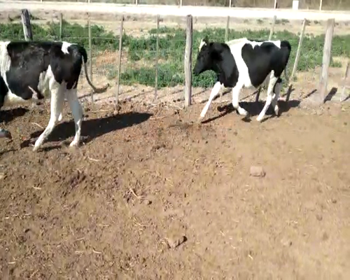 Lote VAQUILLONAS P/ENTORAR Y TERNERAS