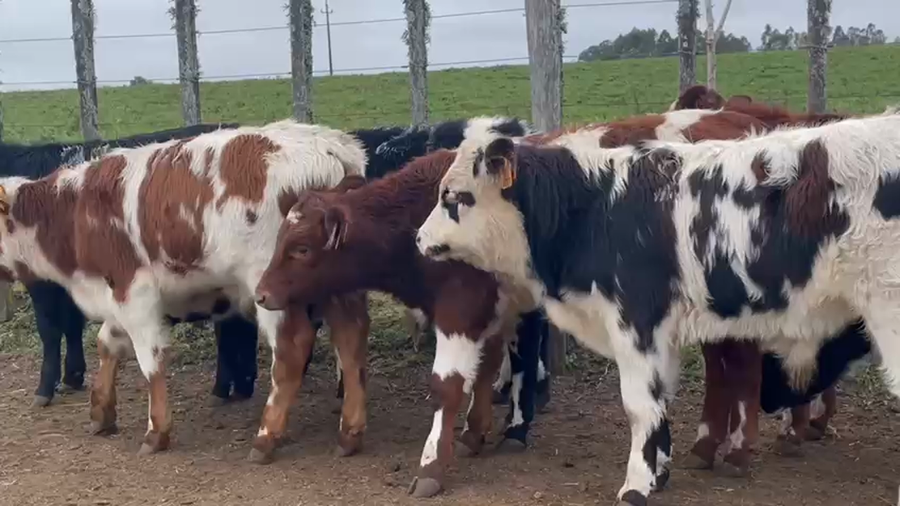 Lote 8 Terneros NORMANDO Y CRUZAS a remate en PANTALLA CAMY 150kg - , San José