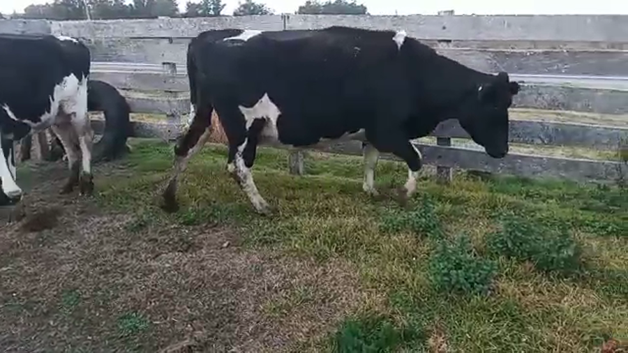 Lote 2 Vacas de Invernada HOLANDO a remate en PANTALLA CAMY 500kg - , San José