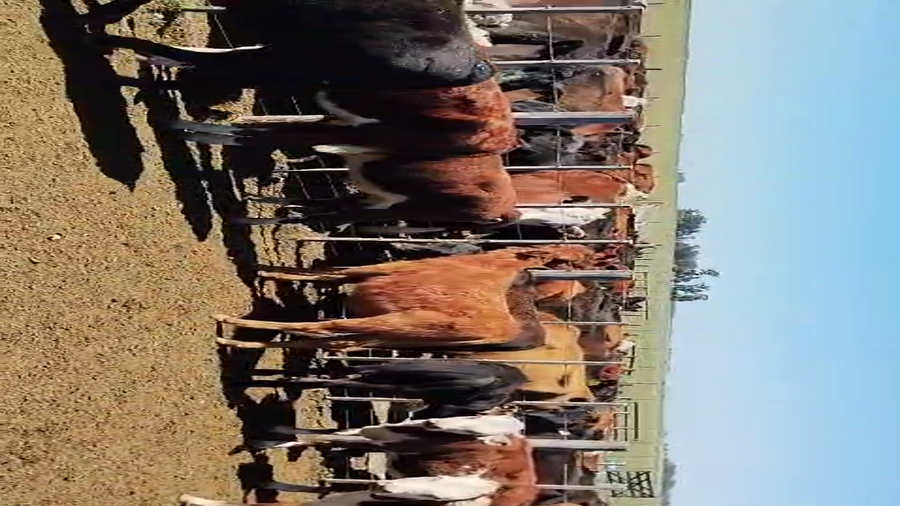 Lote 40 Terneros/as en Buenos Aires, Coronel Dorrego