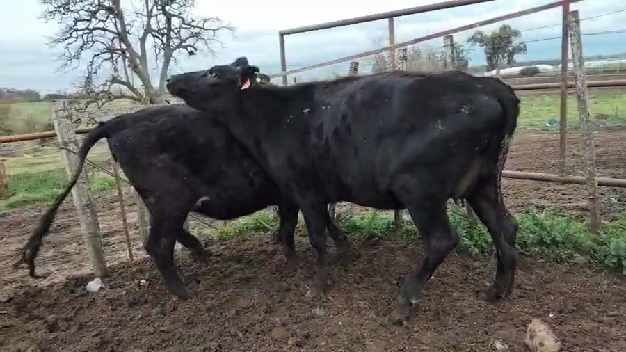 Lote 2 Vaquillonas  a remate en Pantalla Aniversario - Escritorio Camy, San José