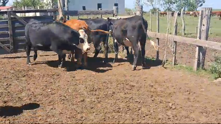 Lote 4 vacas enteras angus