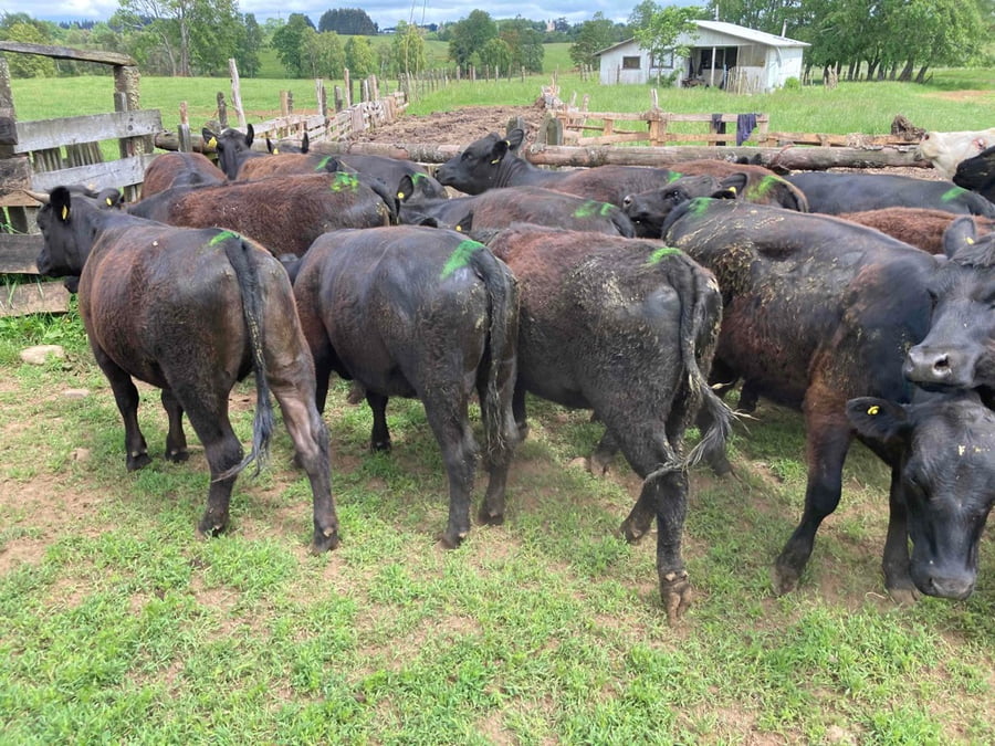 Lote 51 Vaquilla Engorda en Llanquihue, X Región Los Lagos