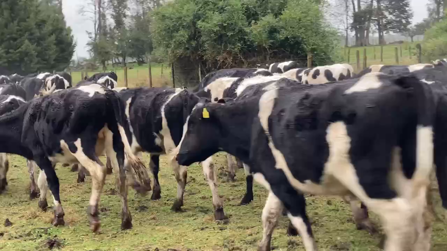 Lote 60 Novillo Engorda en Osorno, X Región Los Lagos