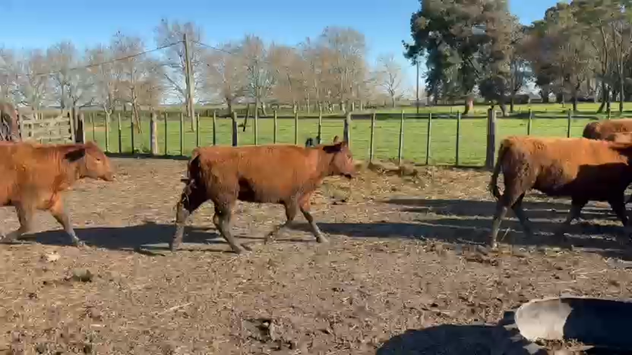 Lote 100 Vientres en J.N. Fernández , Buenos Aires Cabaña san Antonio de Angélica Riglos.