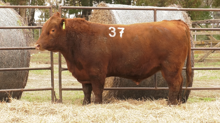 Lote TOROS ANGUS COLORADOS  PC