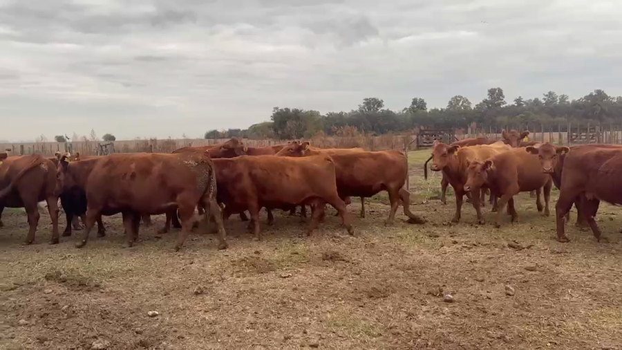 Lote 35 Vacas nuevas C/ gtia de preñez en Buenos Aires, Suipacha