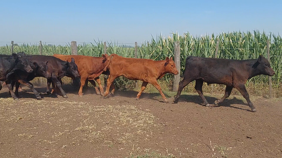 Lote 60 Terneros/as en Suipacha, Buenos Aires