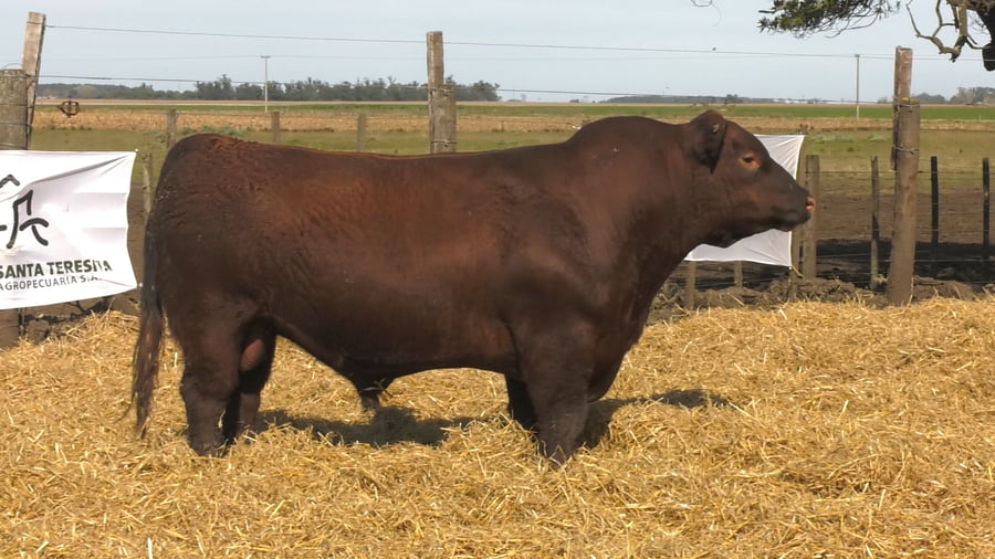 Lote Toros PC Colorado