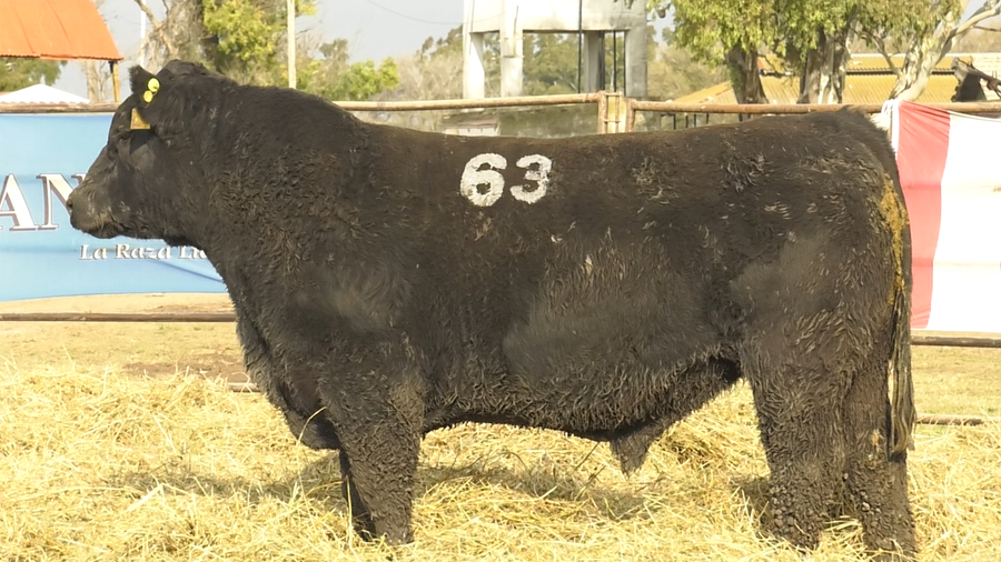 Lote TOROS ANGUS NEGROS  PC