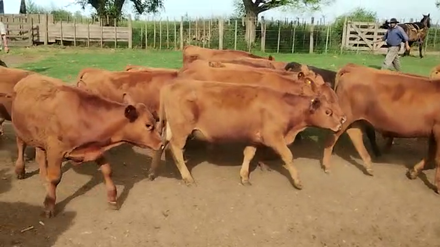 Lote 56 Terneros/as en Pehuajó, Buenos Aires