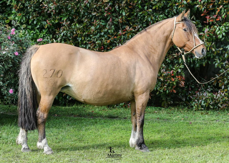 Lote Ranchera Caraguatá