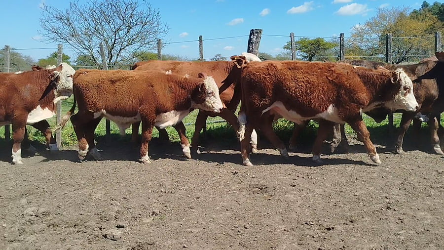 Lote 65 Terneros