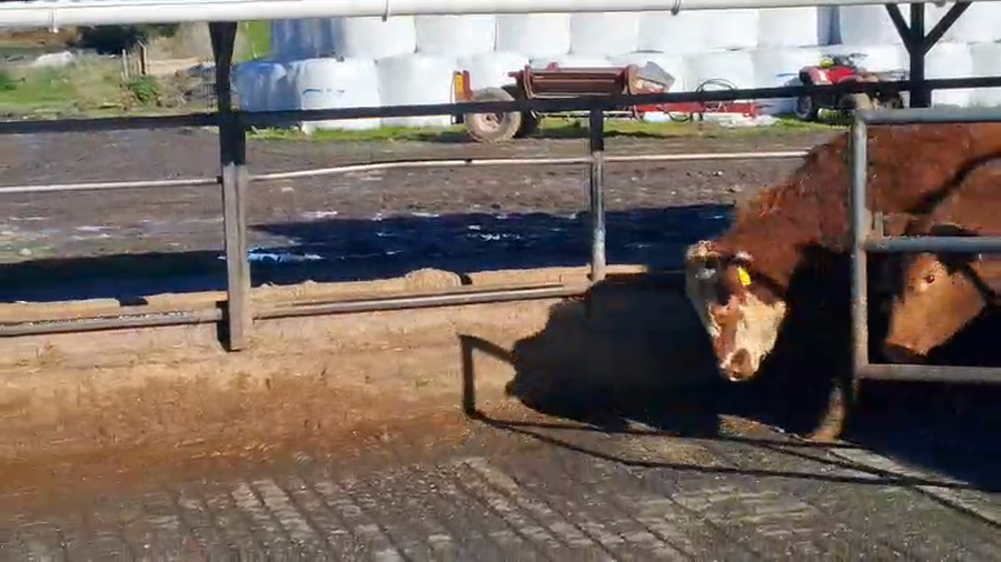 Lote 45 Novillo Engorda en Puerto Varas, X Región Los Lagos