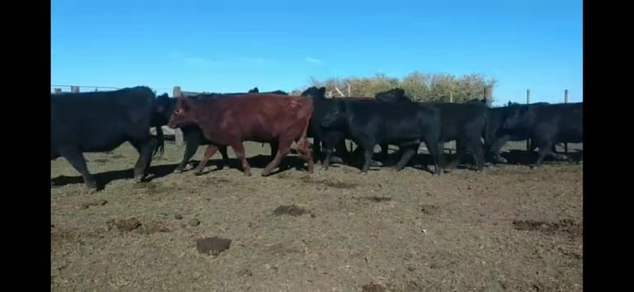 Lote Vaquillonas Angus (16 negras; 2 coloradas) Preñadas, en Las Flores, PBA.-