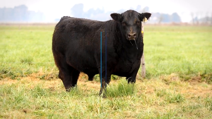 Lote TOROS PP DESTACADOS