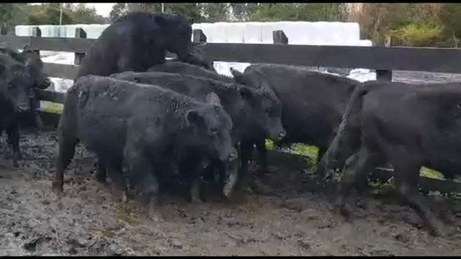 Lote 24 Ternero en Osorno, X Región Los Lagos