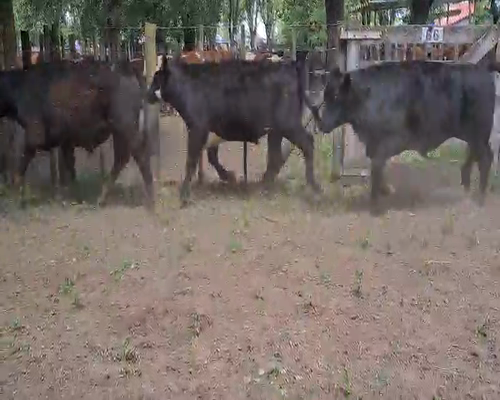 Lote 13 Novillitos en Gral. Lamadrid, Buenos Aires