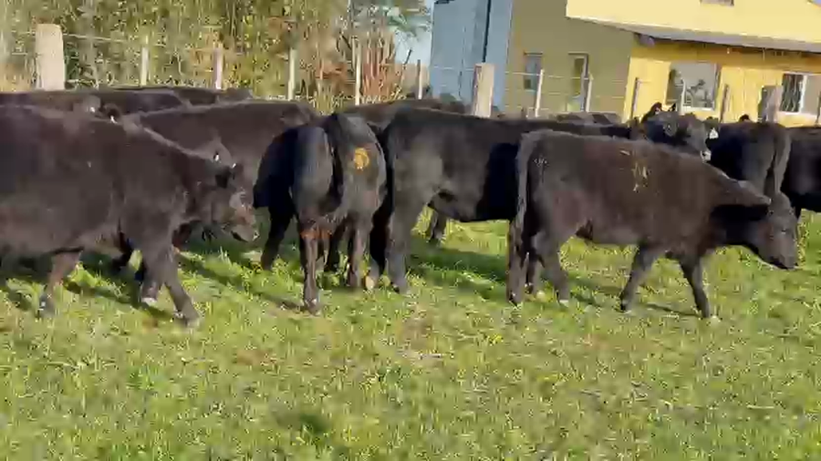 Lote 30 Terneras