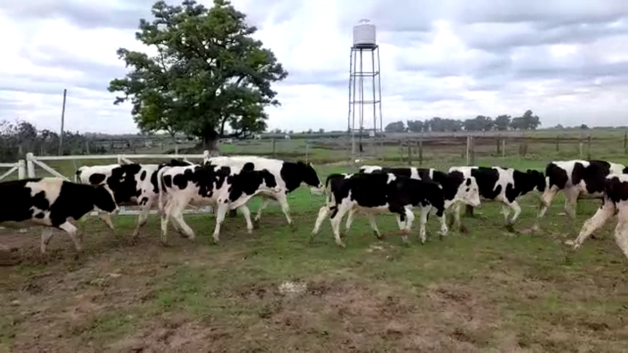 Lote 20 Terneros en Santa Fe, Sunchales