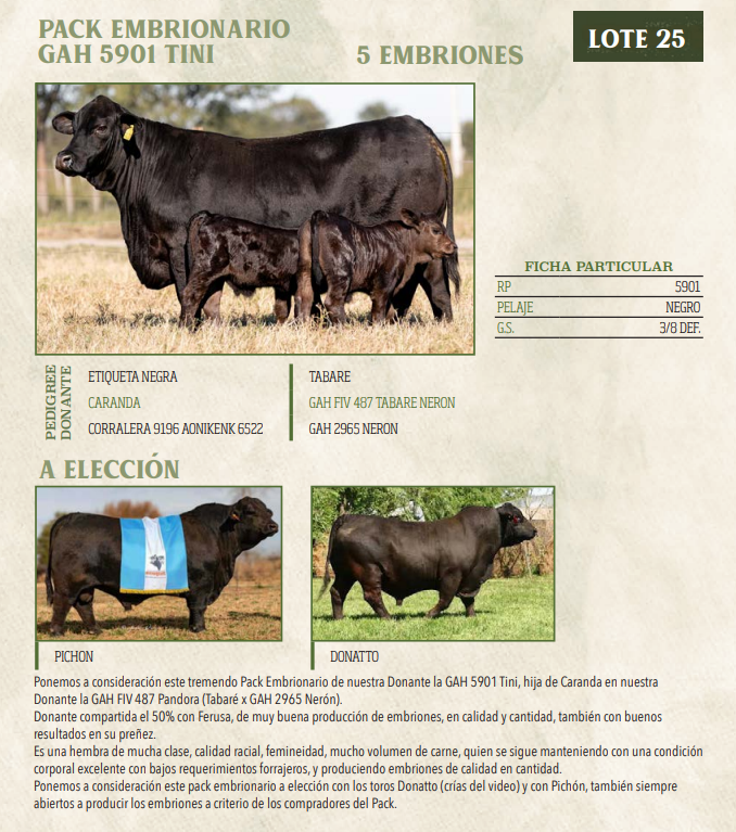 Lote LOTE 25