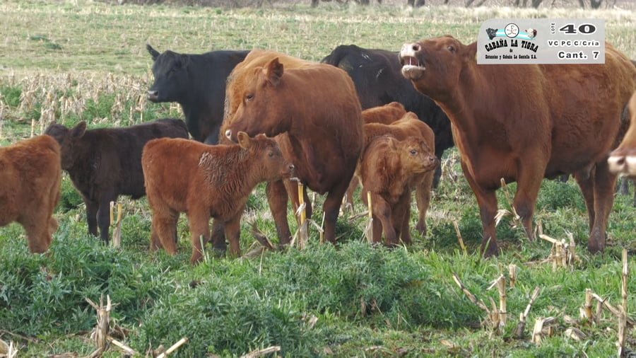 Lote VAQUILLONAS PC COLORADAS PARIDAS