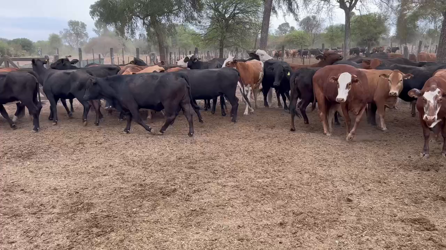 Lote 50 Vacas de invernar en Juan José Castelli, Chaco