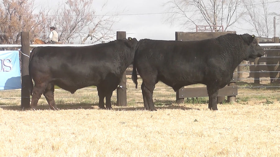 Lote TOROS ANGUS PP
