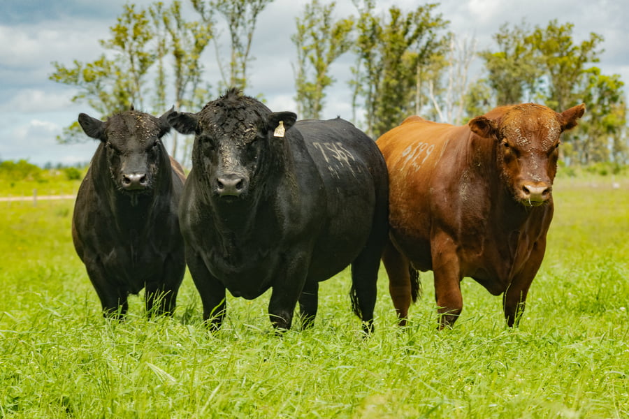 Lote Toros SA 2 1/2 AÑOS