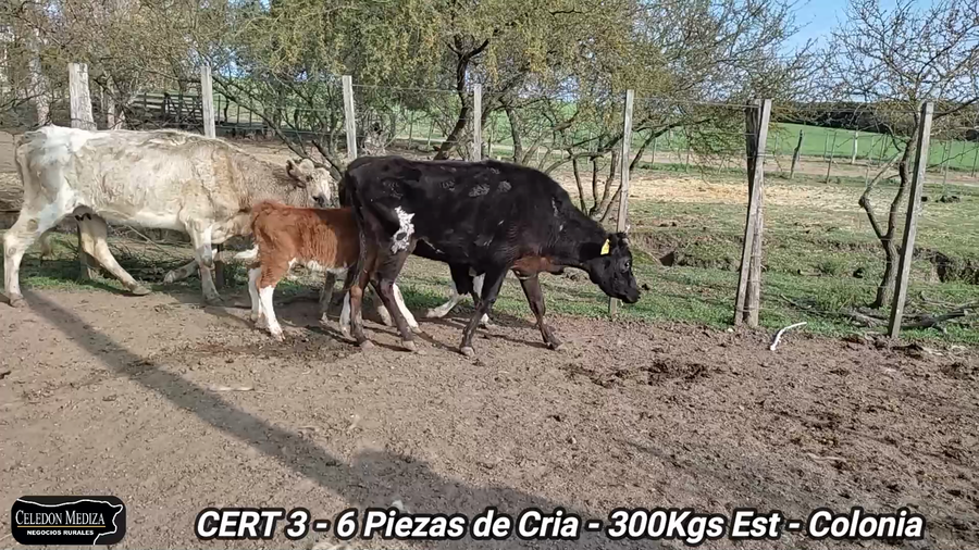 Lote 6 Piezas de cría en Carmelo, Colonia