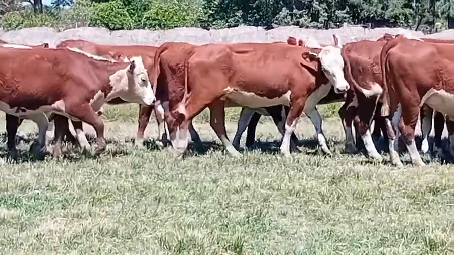 Lote 17 Vientres preñados