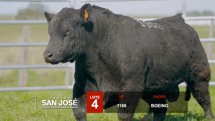 Lote 3 Toros a remate en Hereford de Iguarán, Flores