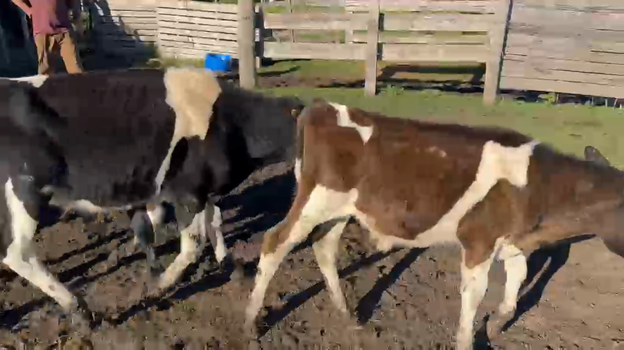Lote 16 Terneros a remate en Pantalla Camy 120kg - , San José